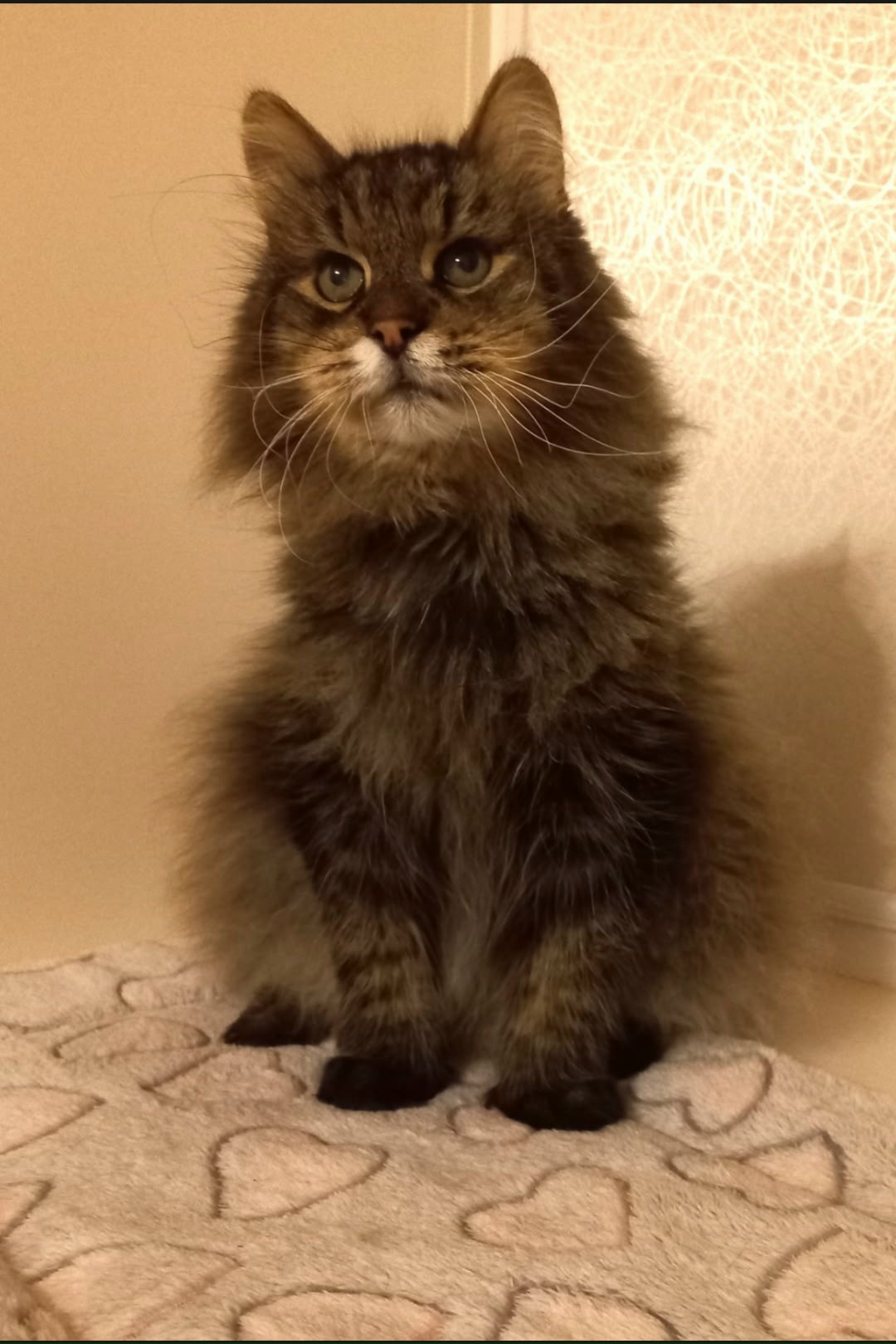 Пропала кошка в Другие города