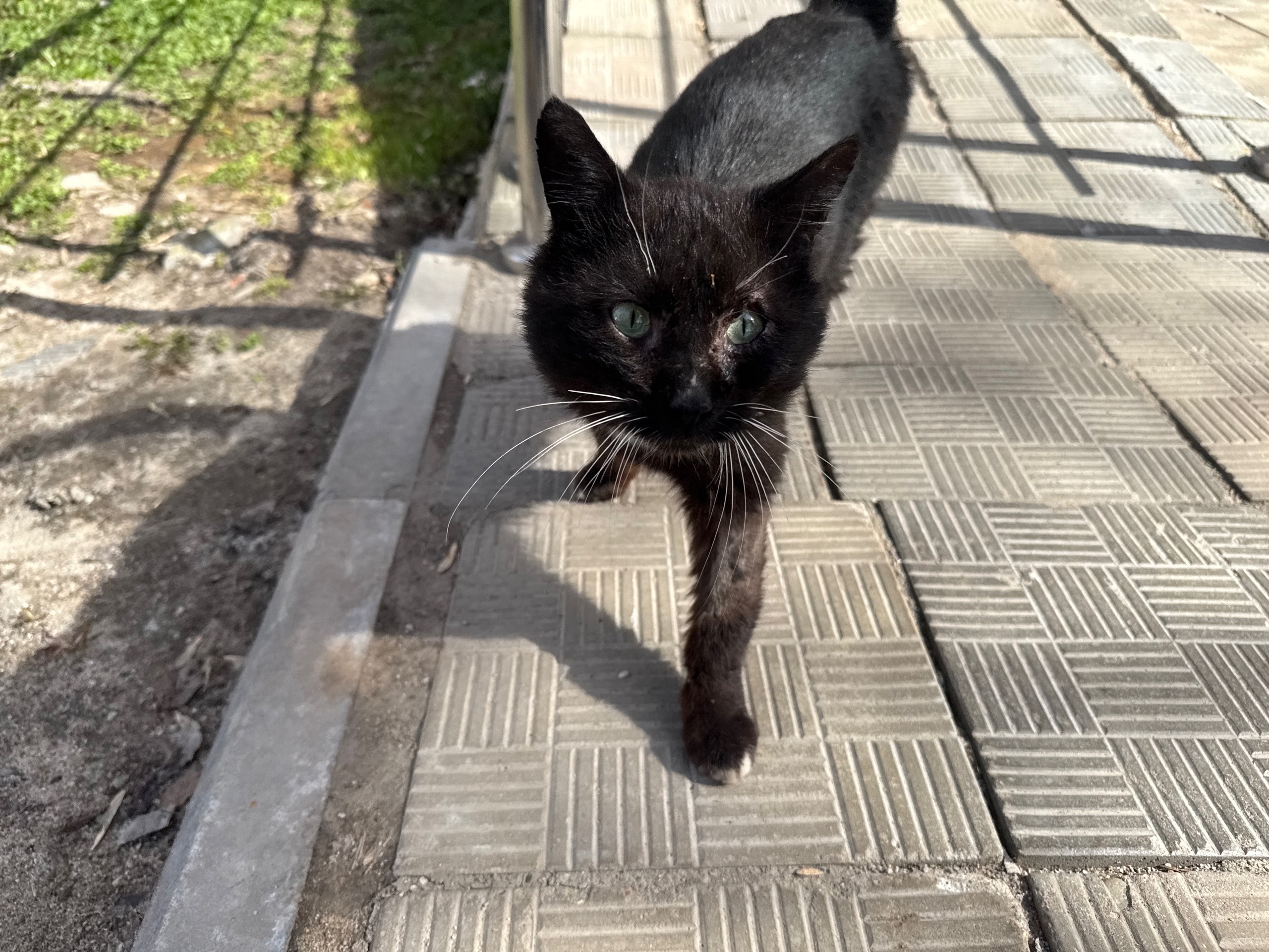 Найдена кошка в Другие города