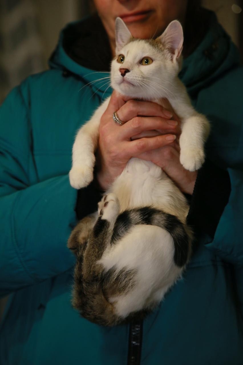 Найдена кошка в Других городах — фото объявления