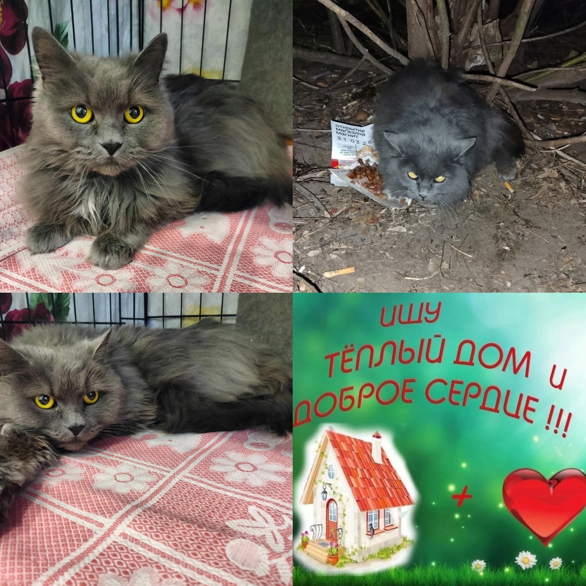 Найдена кошка в Других городах — фото объявления