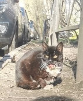 Найдена собака в Других городах — фото объявления