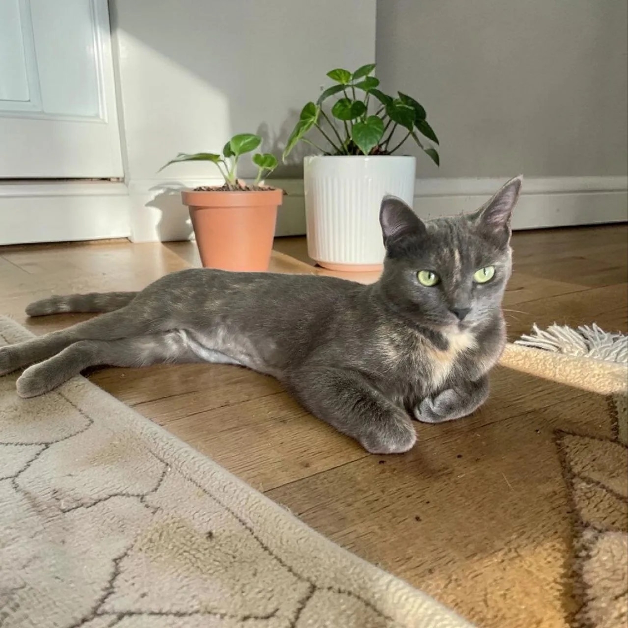 Найдена кошка в Другие города