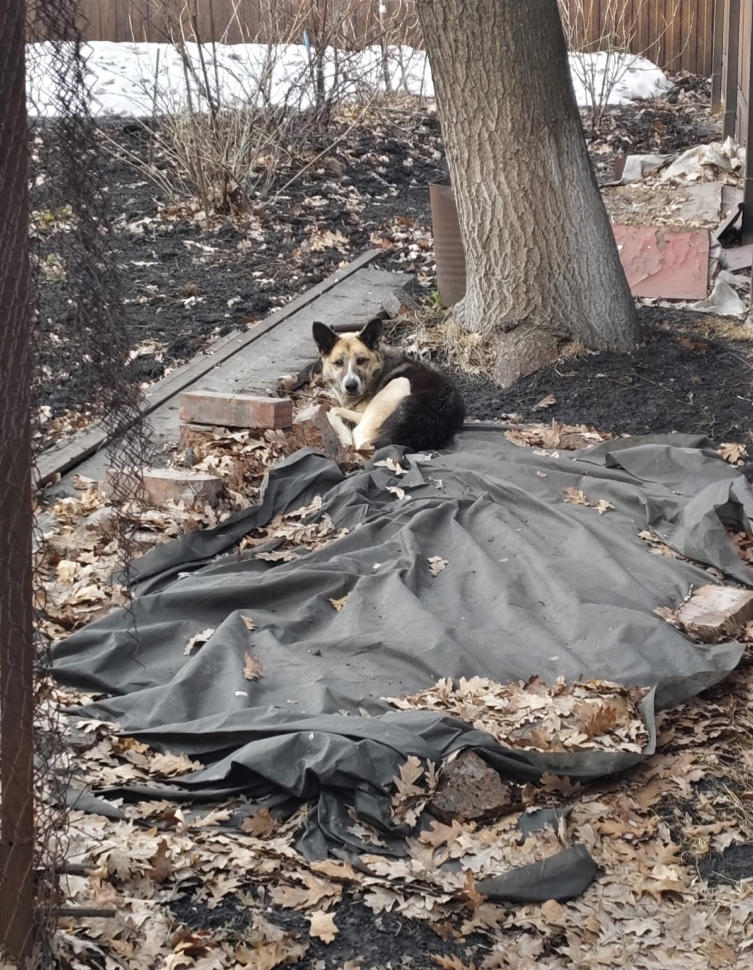 Объявление о питомце в Другие города