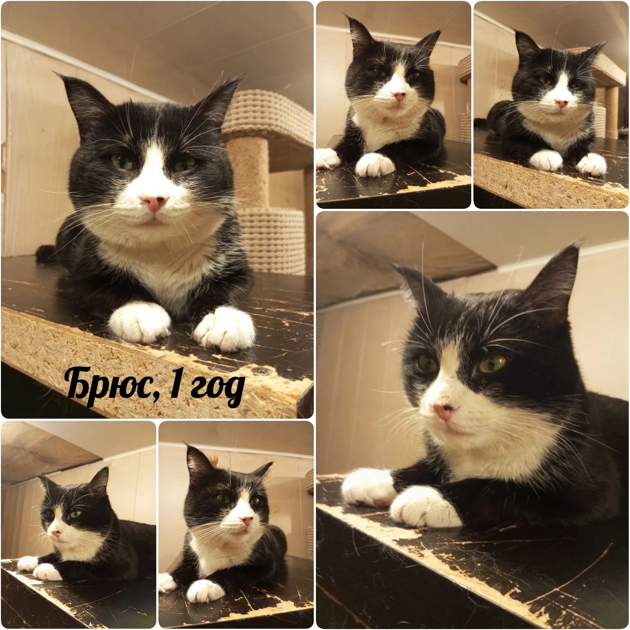 Найдена кошка в Другие города