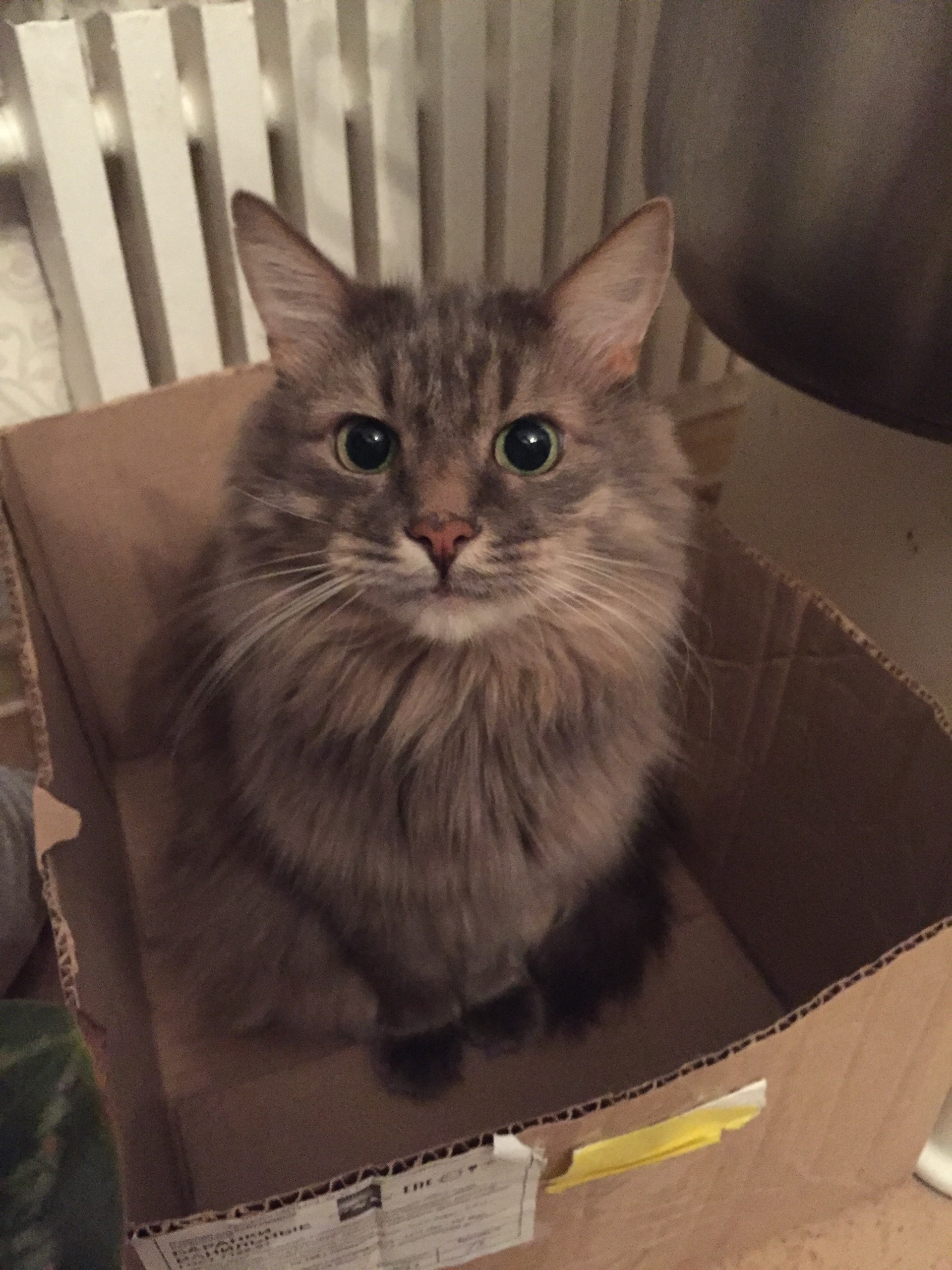 Пропала кошка в Другие города