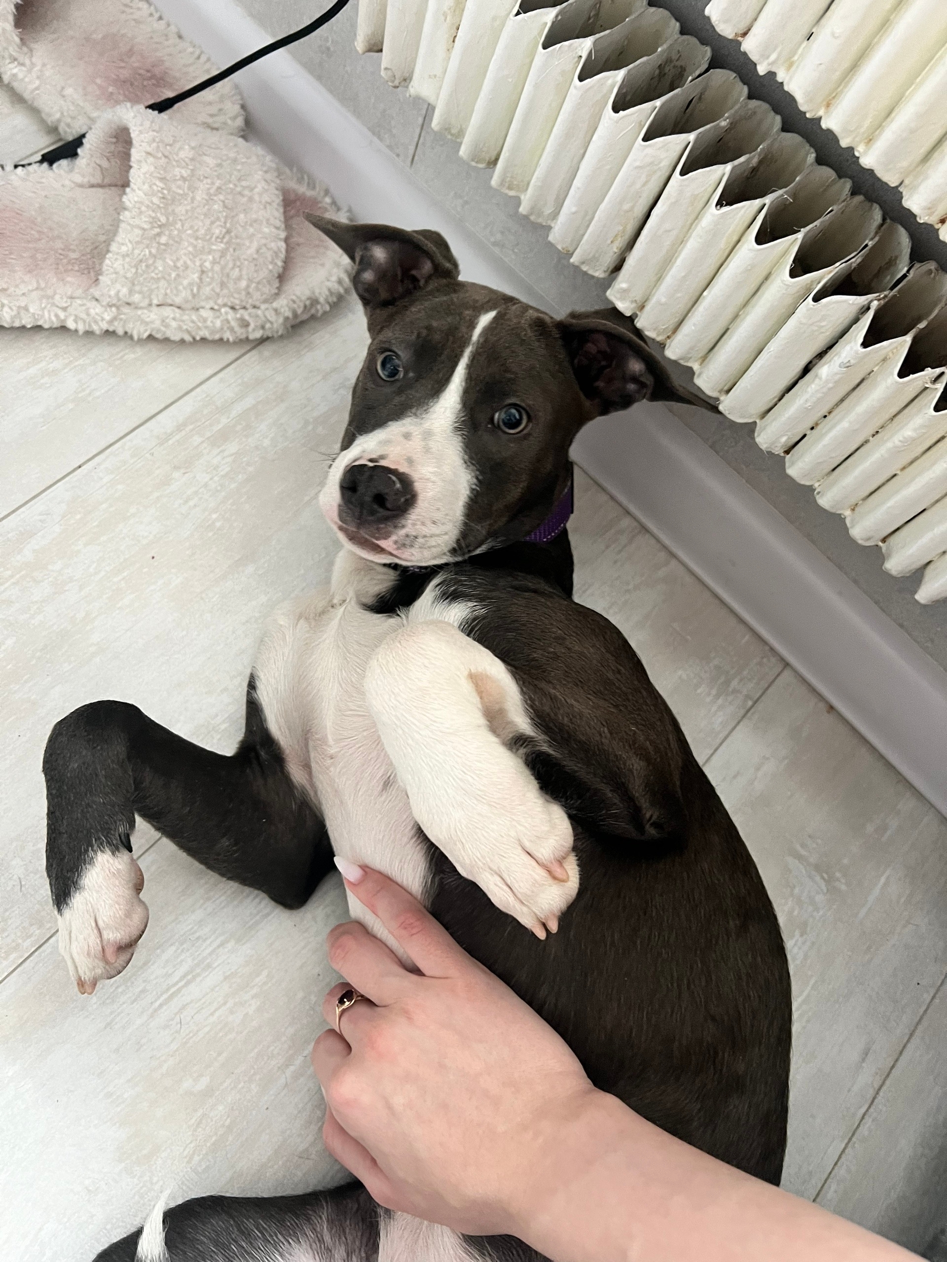 Пропала собака в Другие города