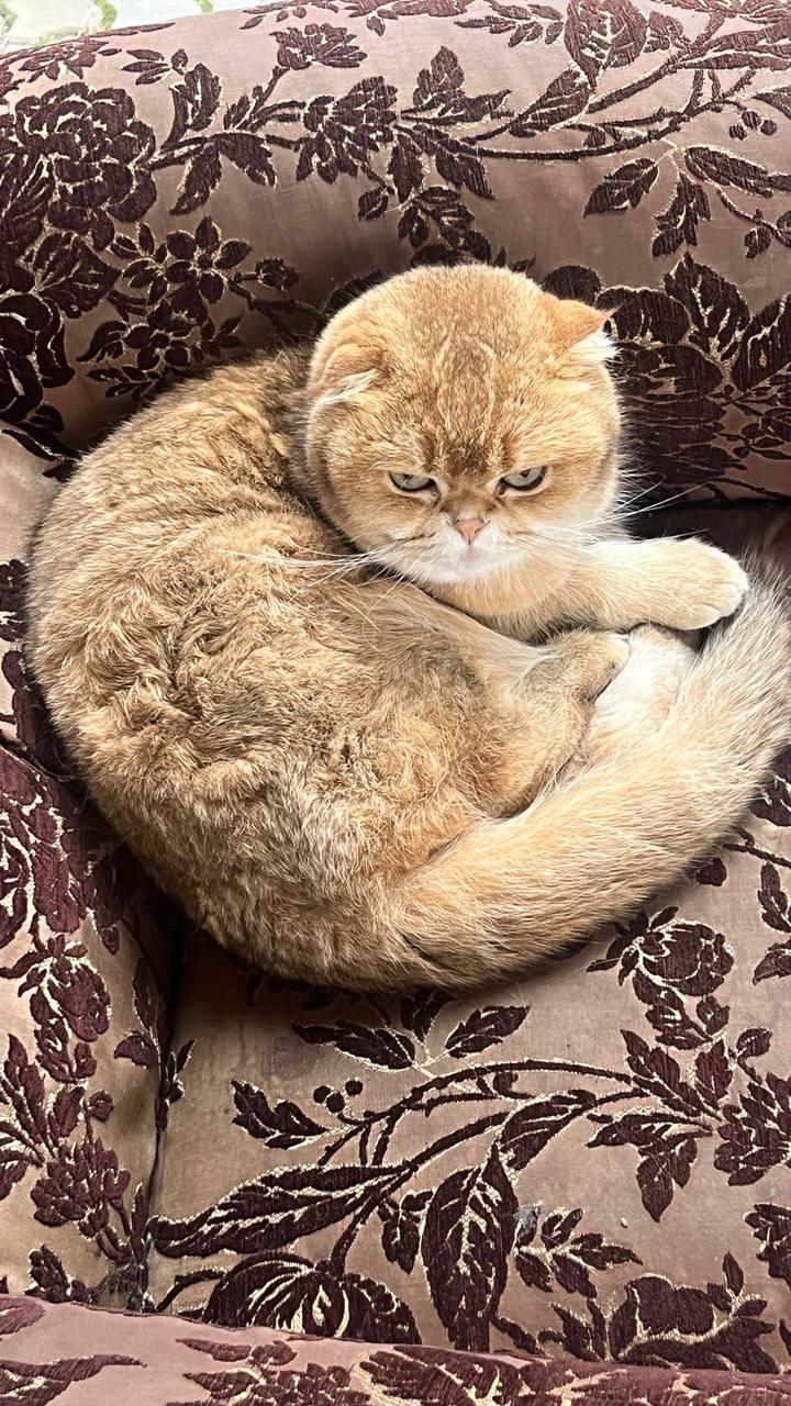 Пропала кошка в Другие города