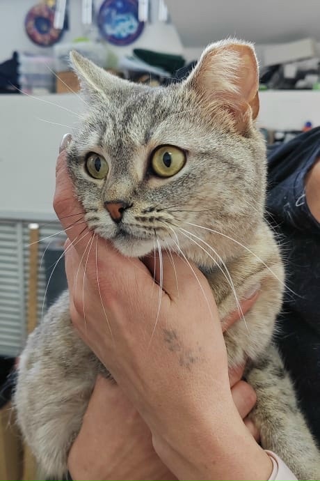 Найдена кошка в Других городах — фото объявления