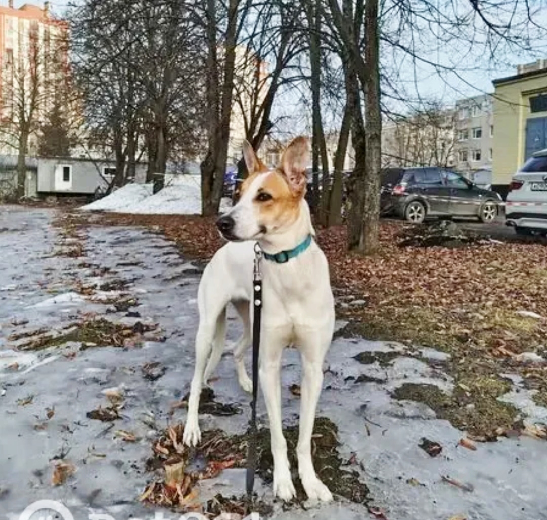 Найдена собака в Других городах — фото объявления