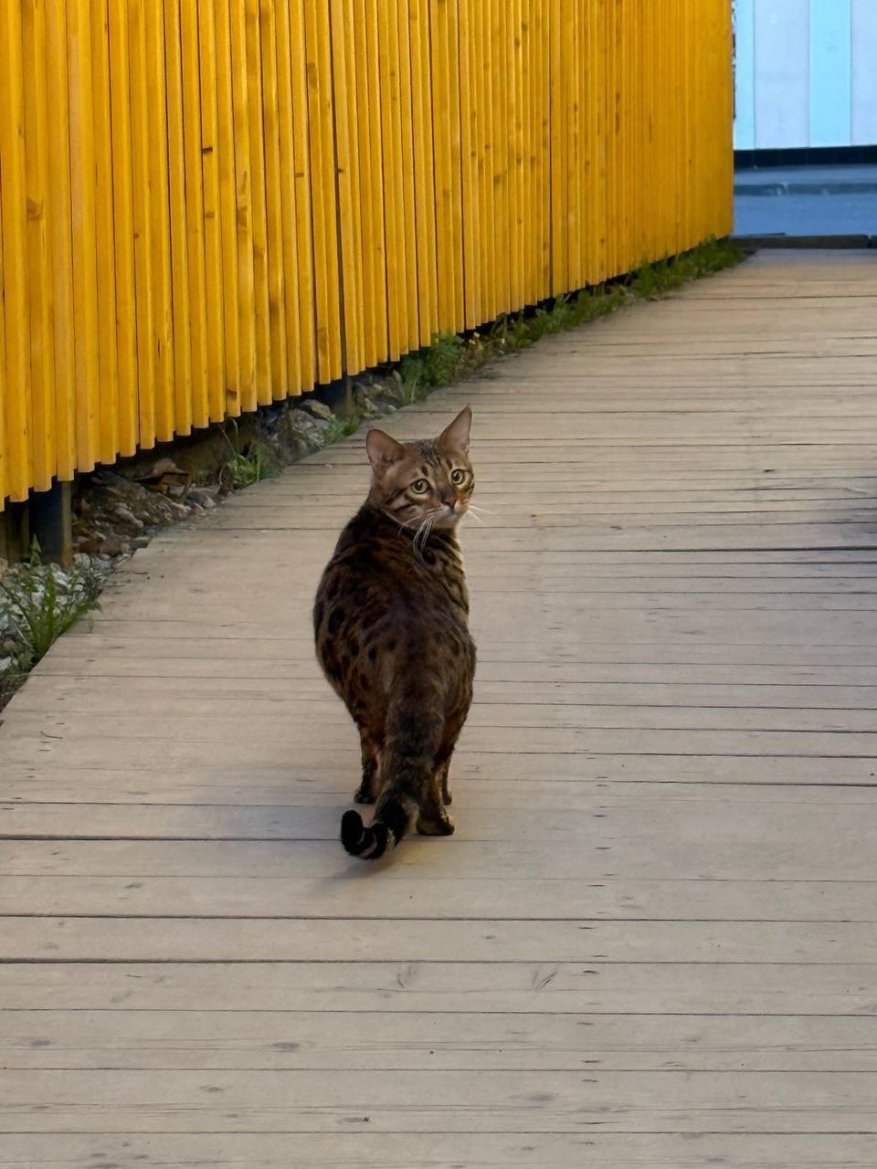 Найдена кошка в Других городах — фото объявления