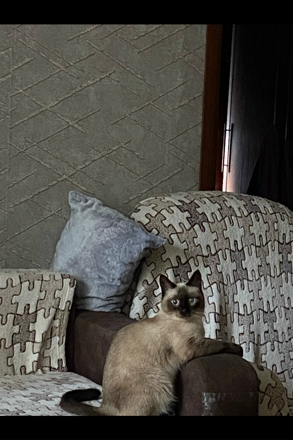 Пропала кошка в Красноярске — фото объявления