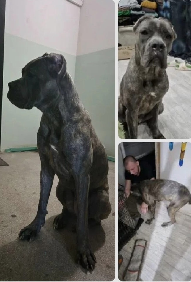 Пропала собака в Красноярске — фото объявления