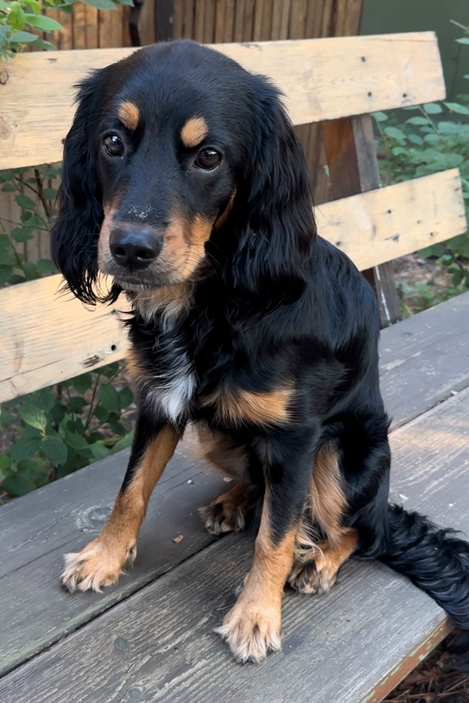 Пропала собака в Красноярске — фото объявления