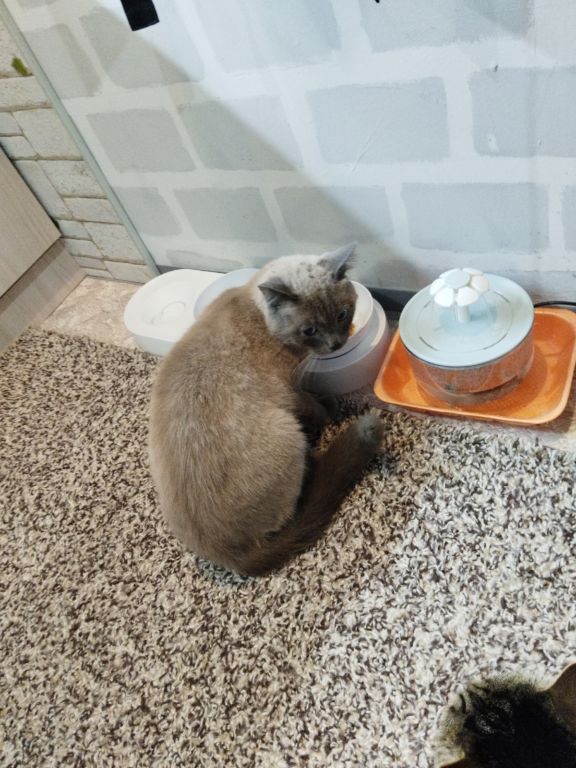 Найденная кошка в Красноярске Найдена кошка в Красноярске — фото объявления
