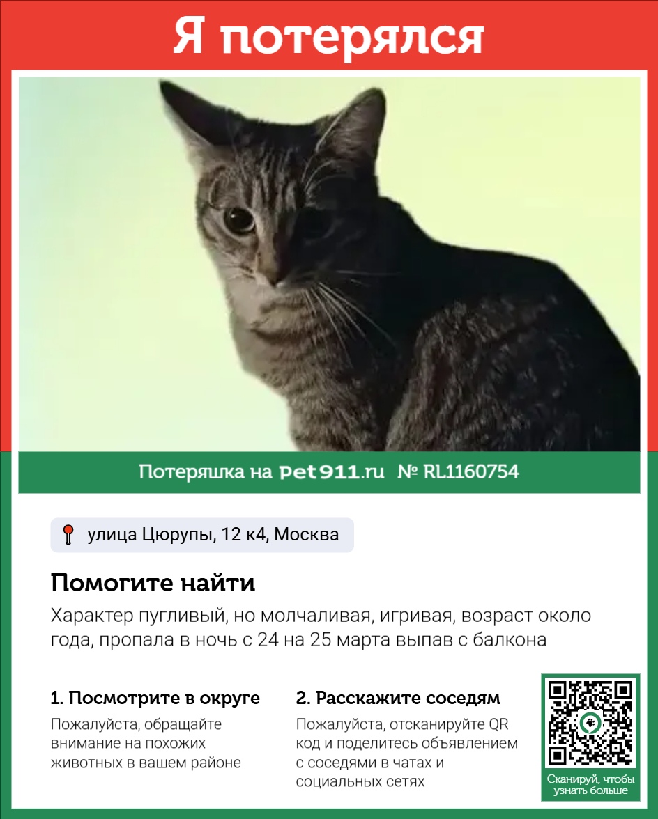 Найдена кошка в Москве — фото объявления