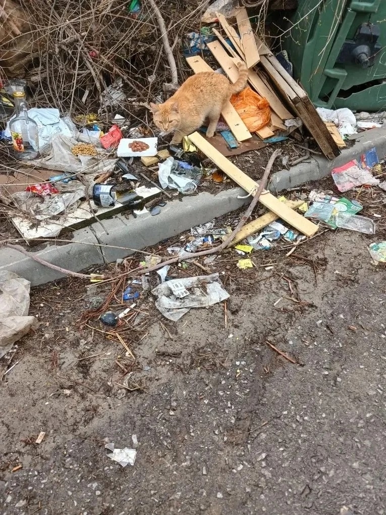 Пропала кошка в Волгограде — ❗️Волгоград