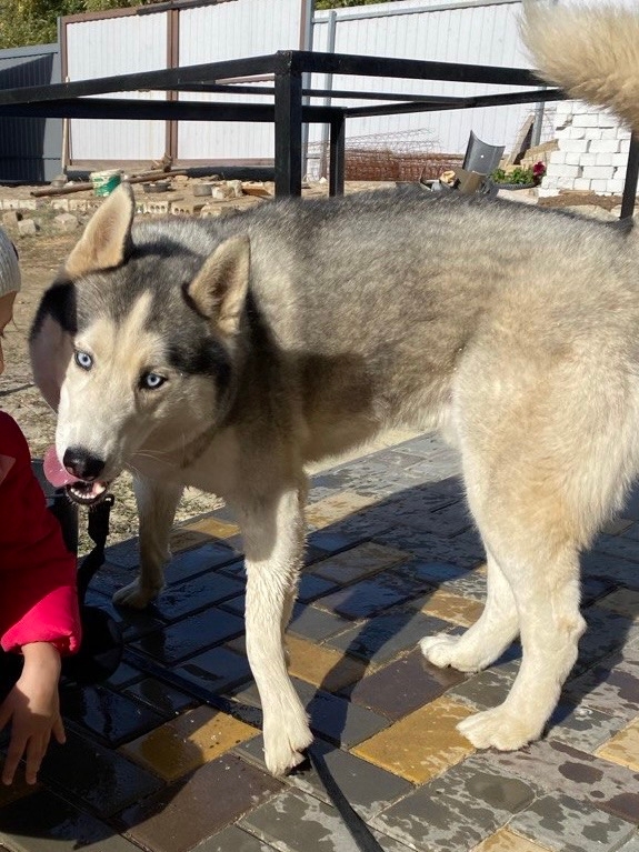 Пропала собака в Волгограде — фото объявления