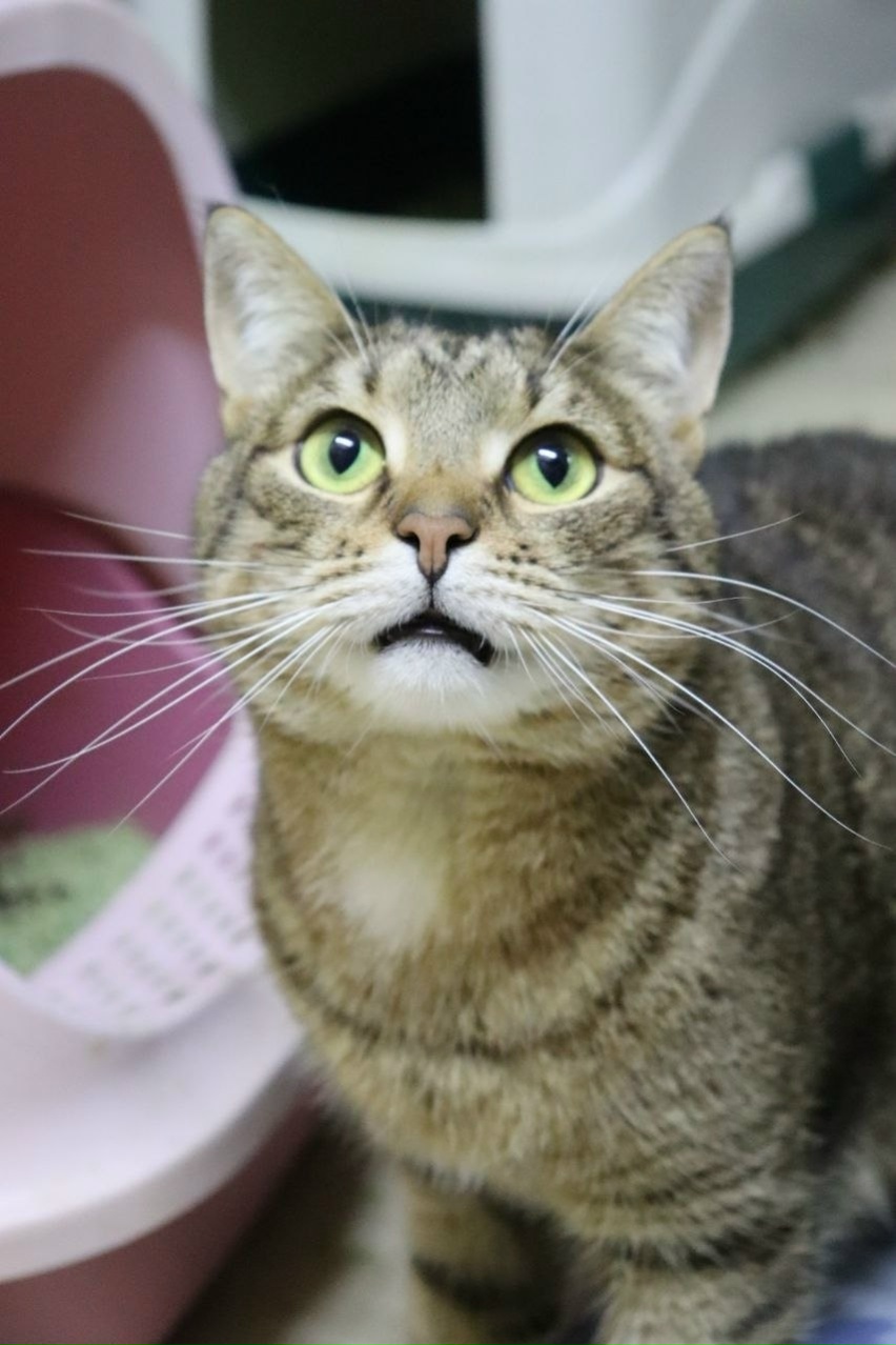 Пропала кошка в Балашихе — фото объявления