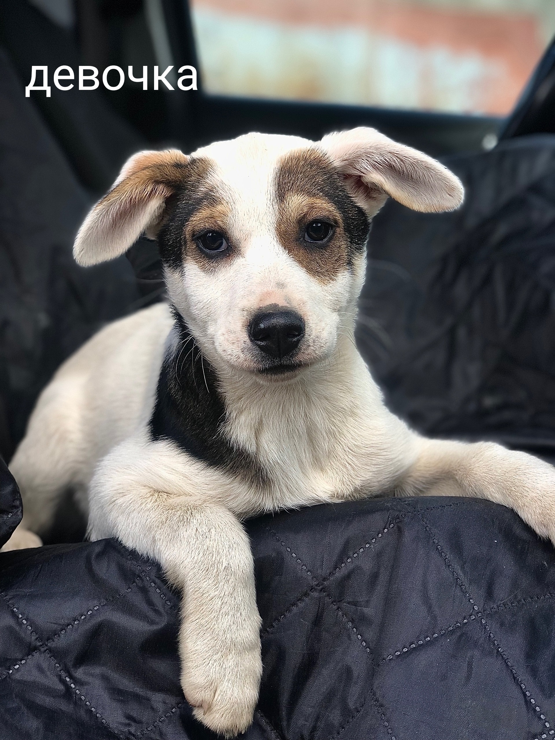 Найдена собака в Балашихе — фото объявления