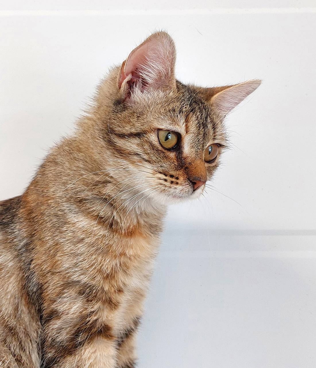 Пропала собака в Балашихе — фото объявления