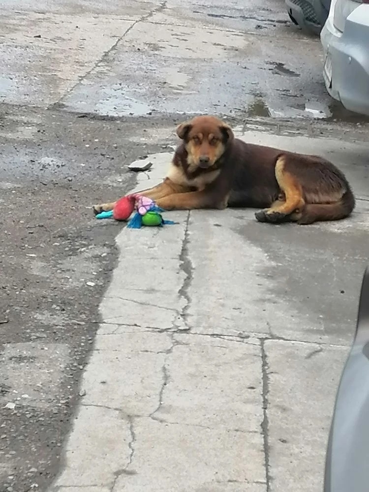 Найдена собака в Балашихе — фото объявления