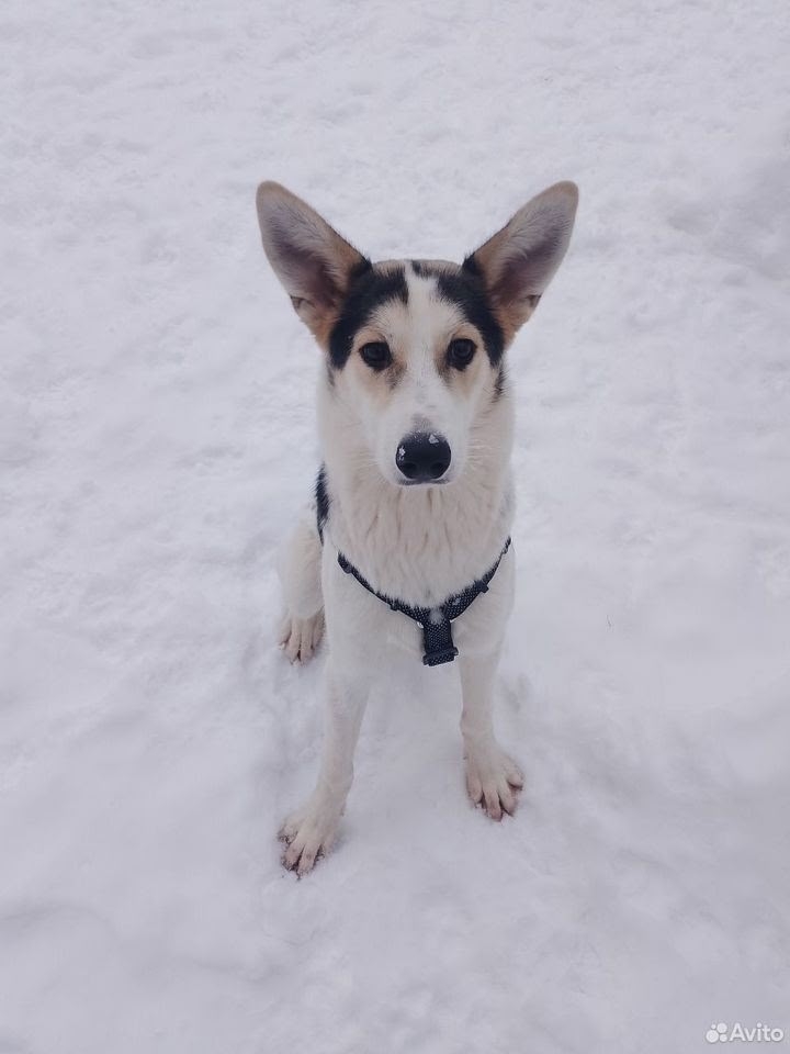 Пропала собака в Люберцах — Объявление о питомце в Люберцы