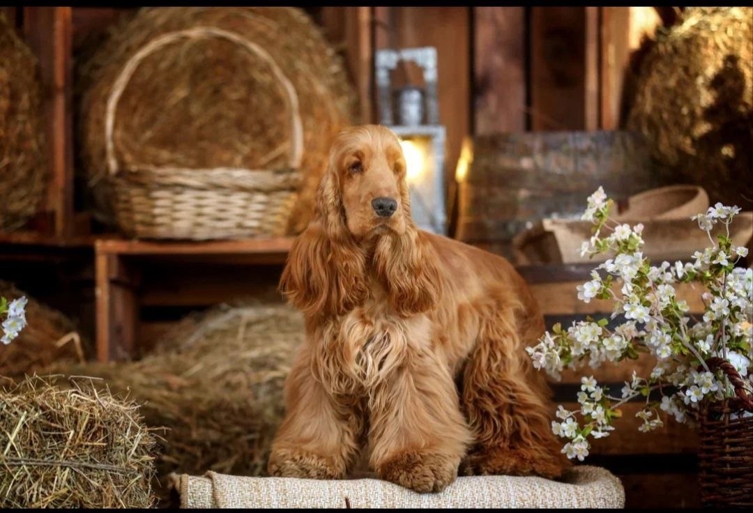 Пропала собака в Люберцах — фото объявления