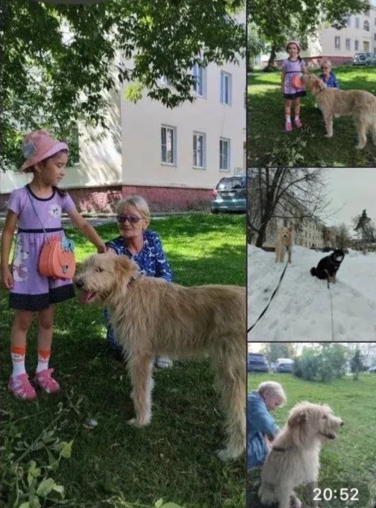 Найдена собака в Люберцах — фото объявления