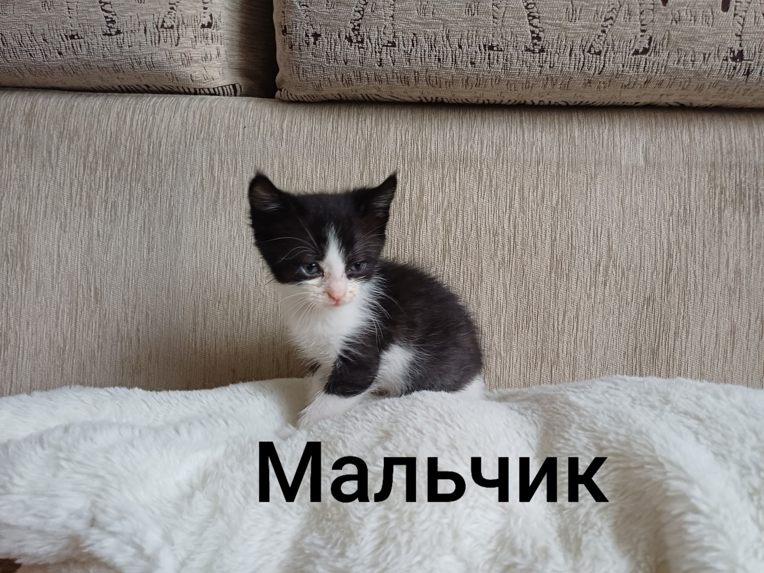 Найденная кошка в Люберцах Найдена кошка в Люберцах — фото объявления