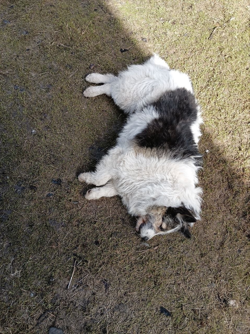Пропала собака в Красногорске — Красногорск / Красногорский район