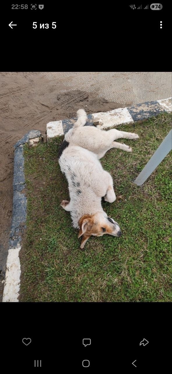 Пропала собака в Красногорске — фото объявления