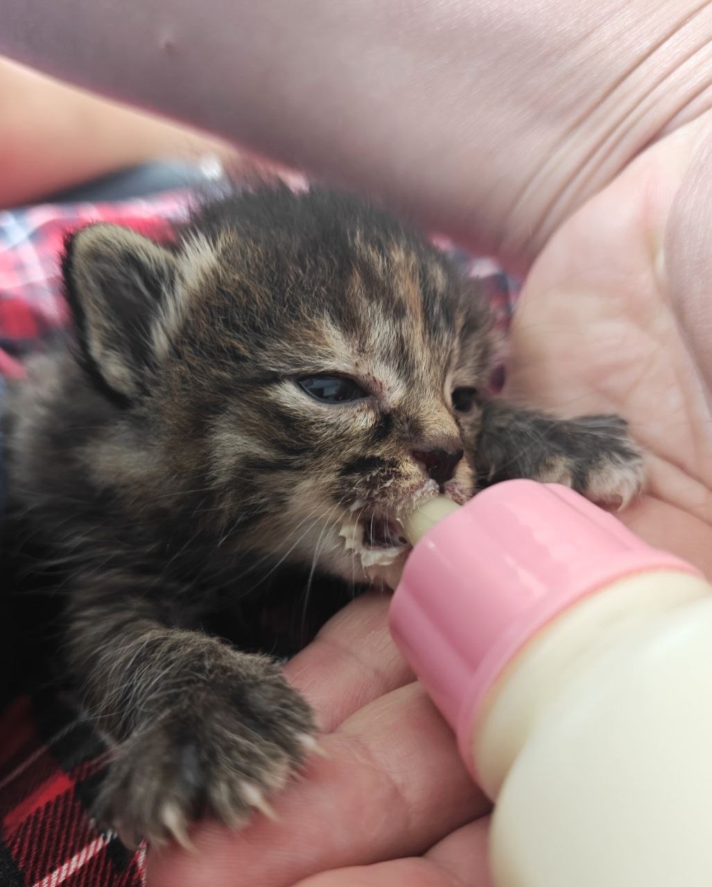 Найдена кошка в Красногорске — фото объявления