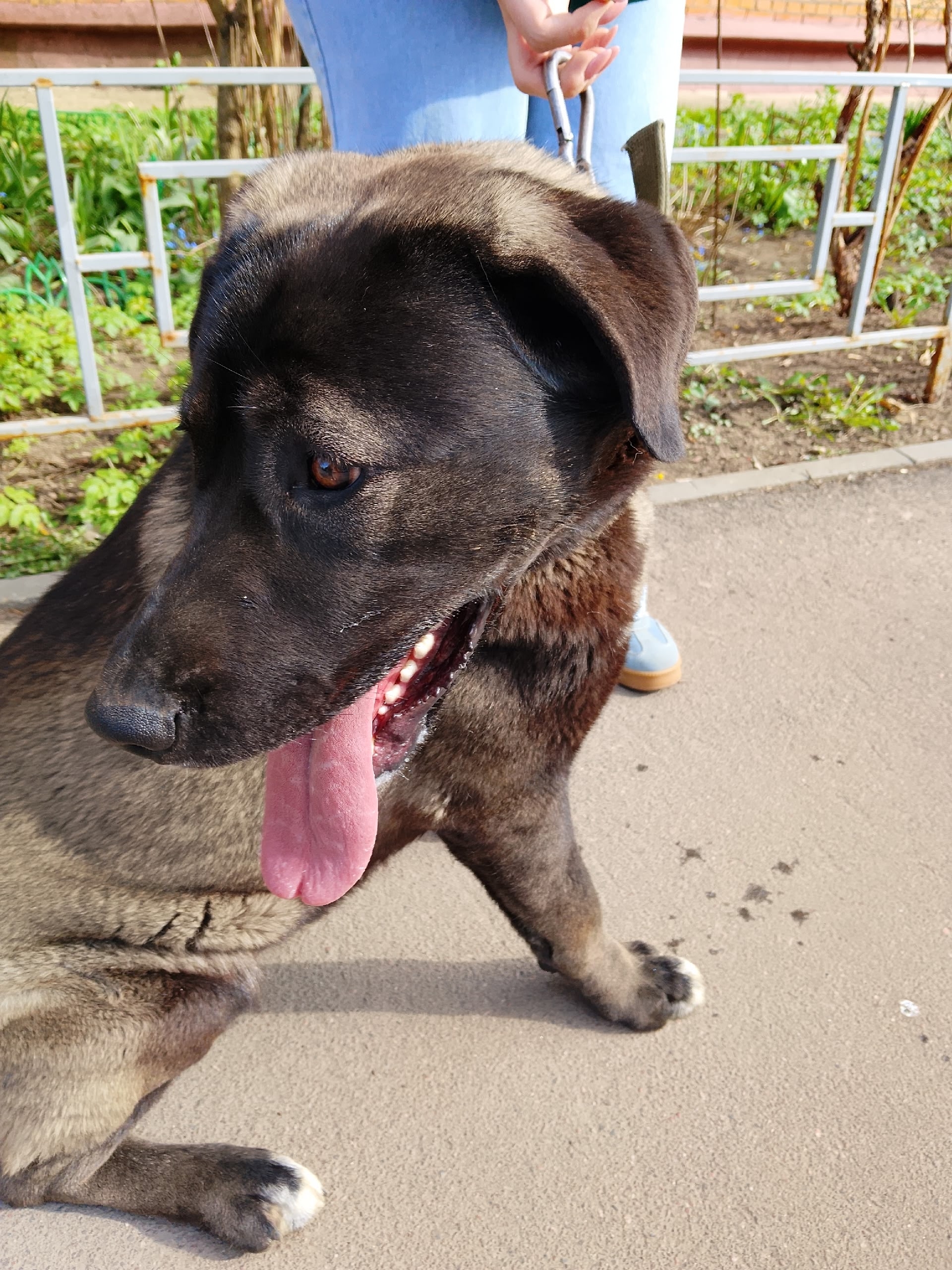 Пропала собака в Красногорске — фото объявления