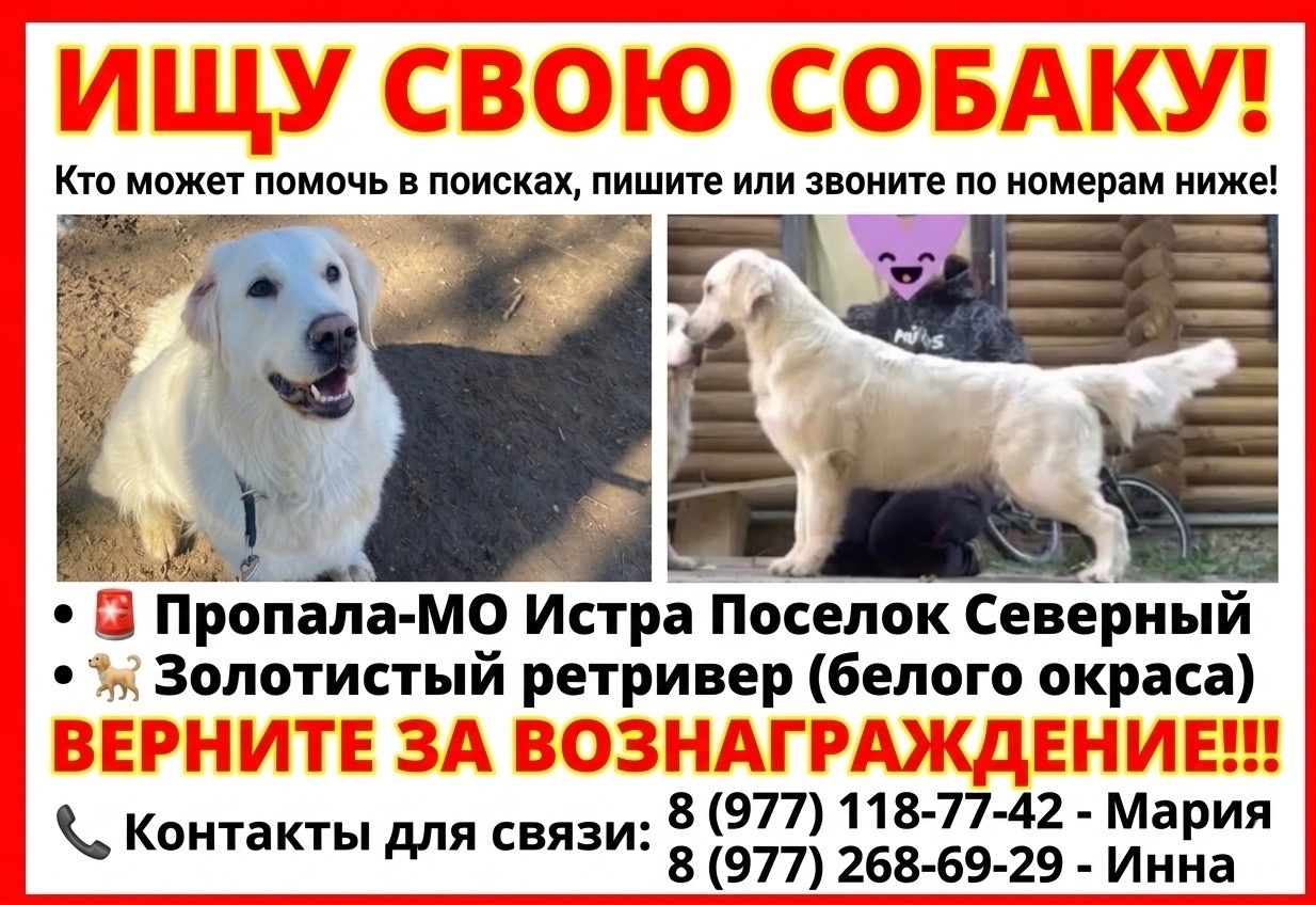 Пропала собака в Красногорске — фото объявления