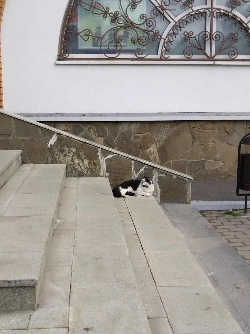 Найденная кошка в Красногорске Найдена кошка в Красногорске — фото объявления