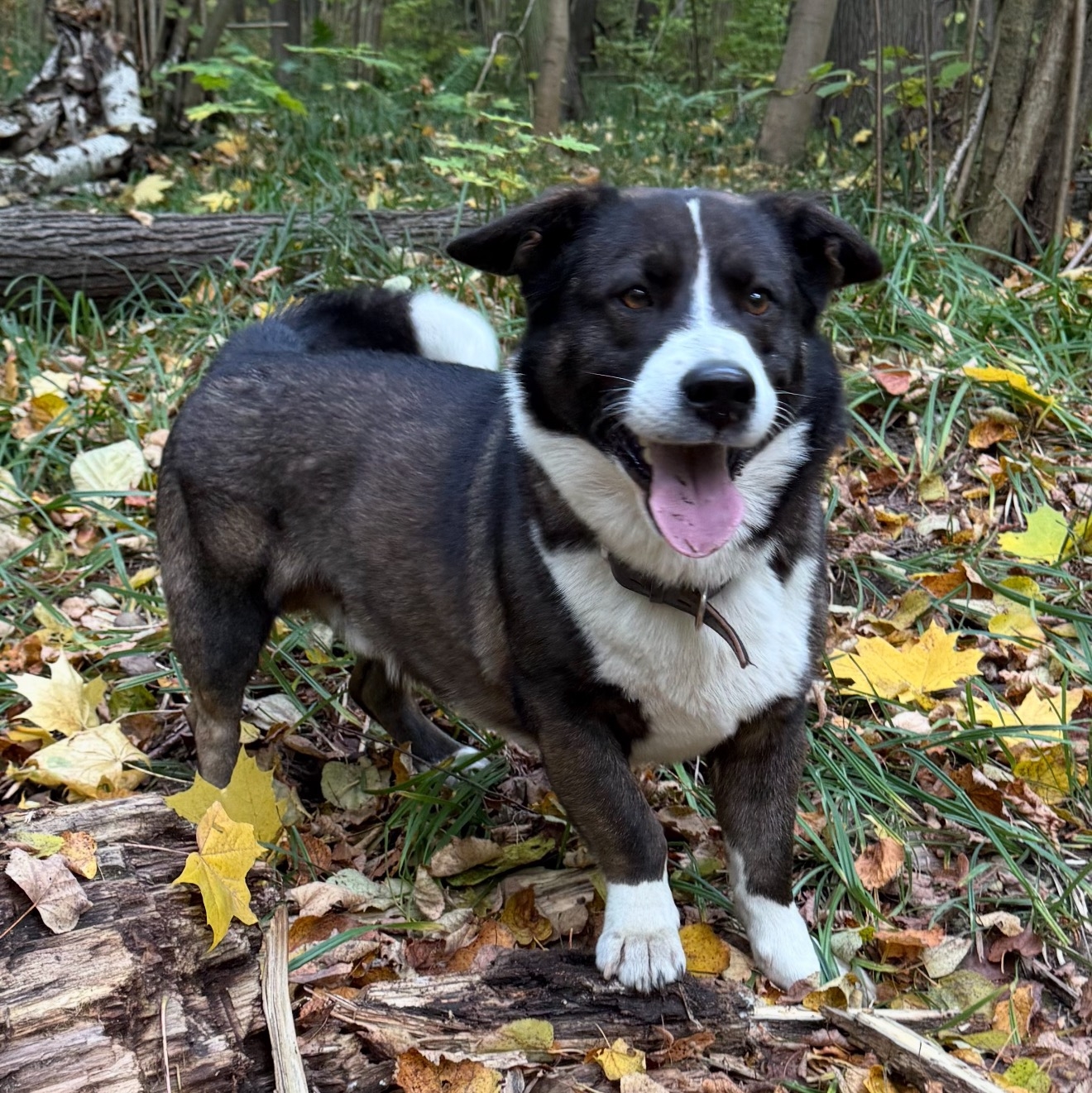 Пропала собака в Электростали — Помогите найти собаку. 🙏 Убежал из дома 10 апреля. Кобель, зовут Доби. Если кто видел, просьба…