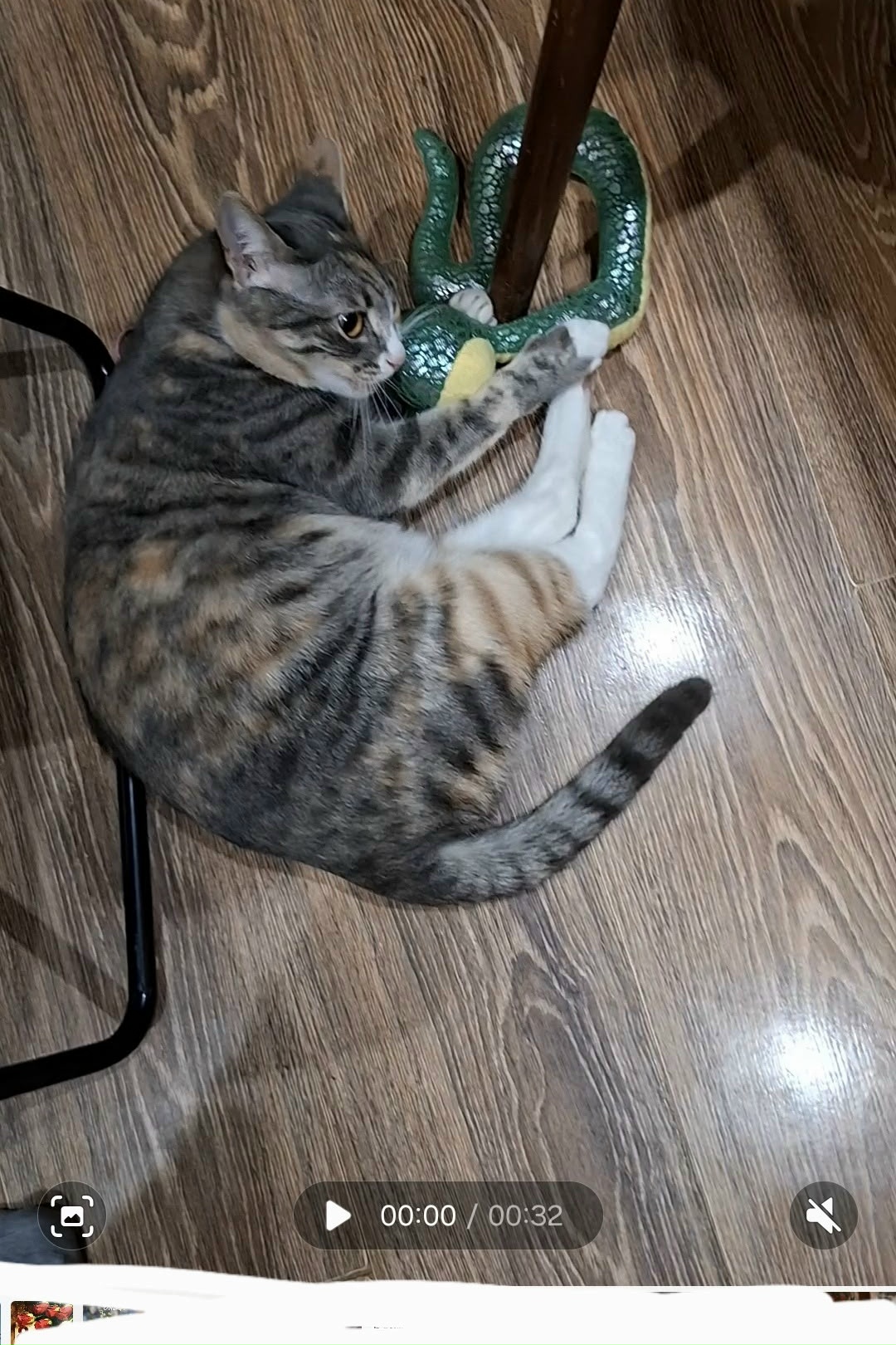 Пропала кошка в Электростали — фото объявления