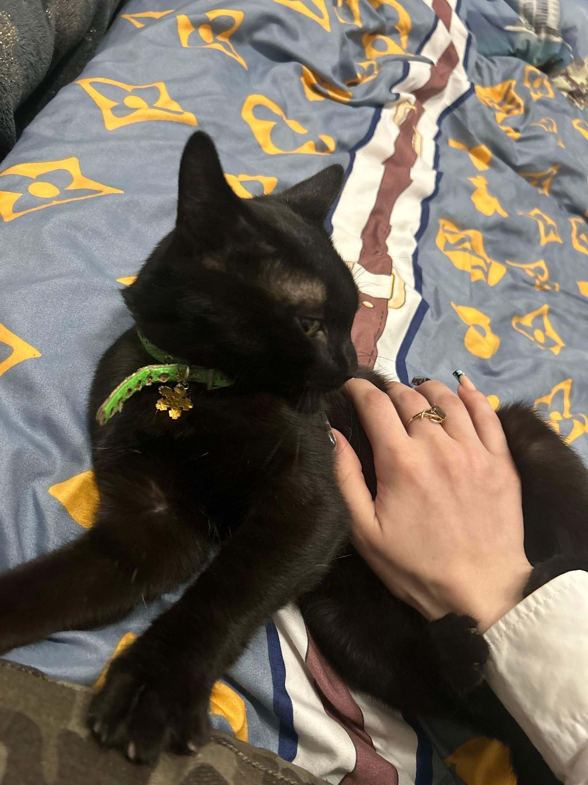 Найдена кошка в Электростали — фото объявления