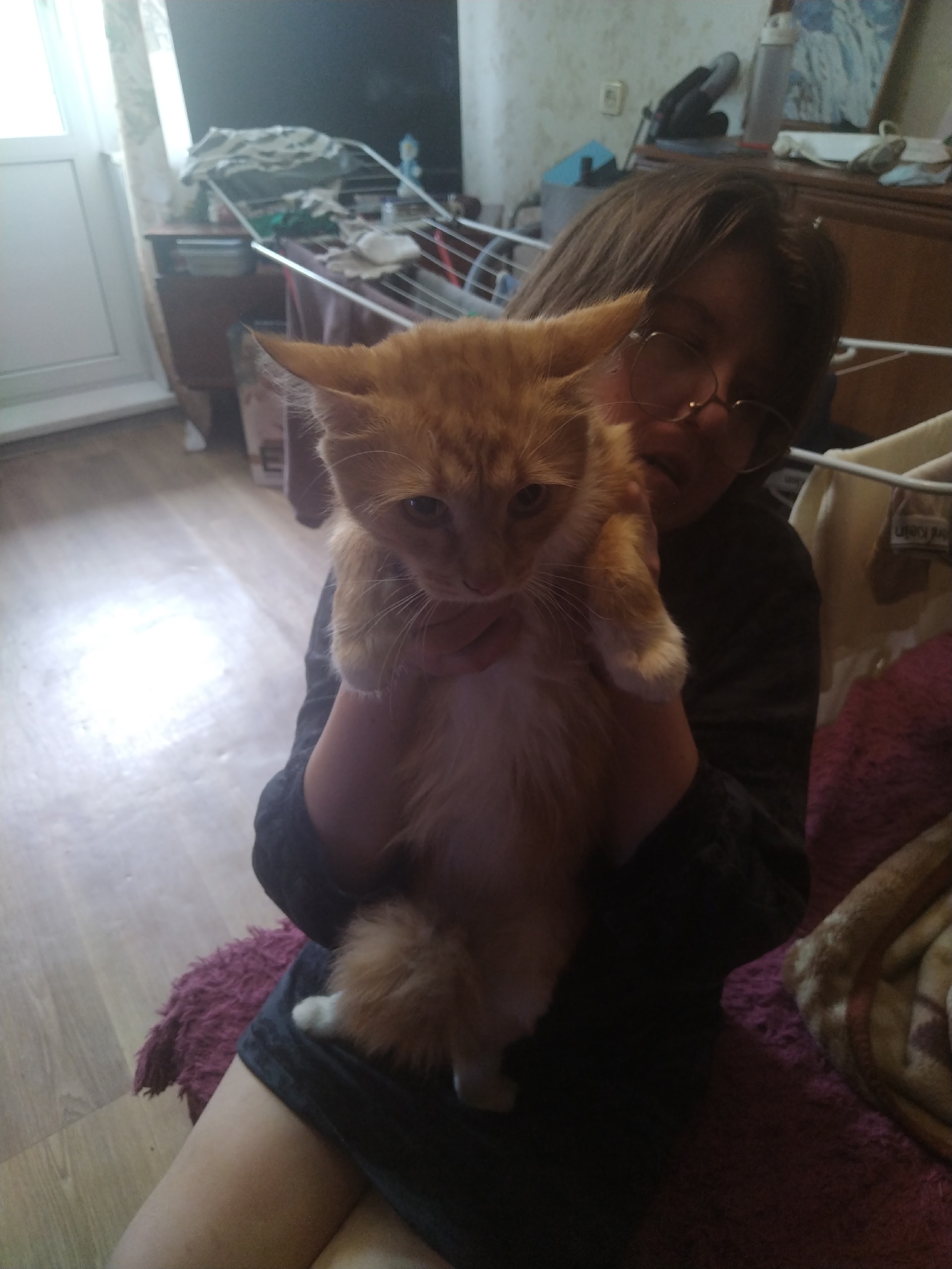 Найдена кошка в Электростали — фото объявления