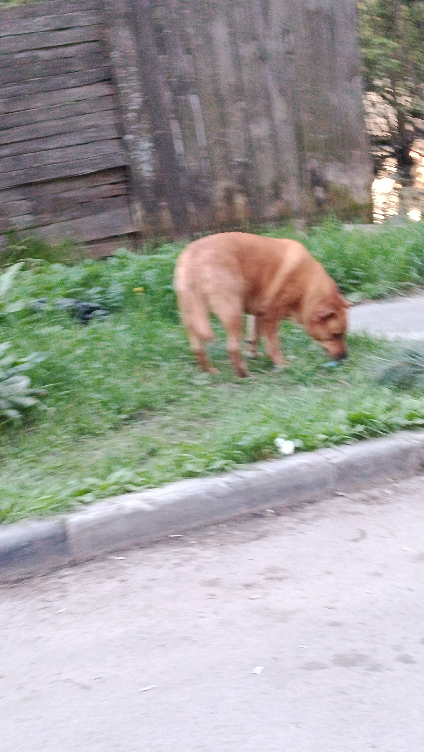 Найдена собака в Электростали — фото объявления