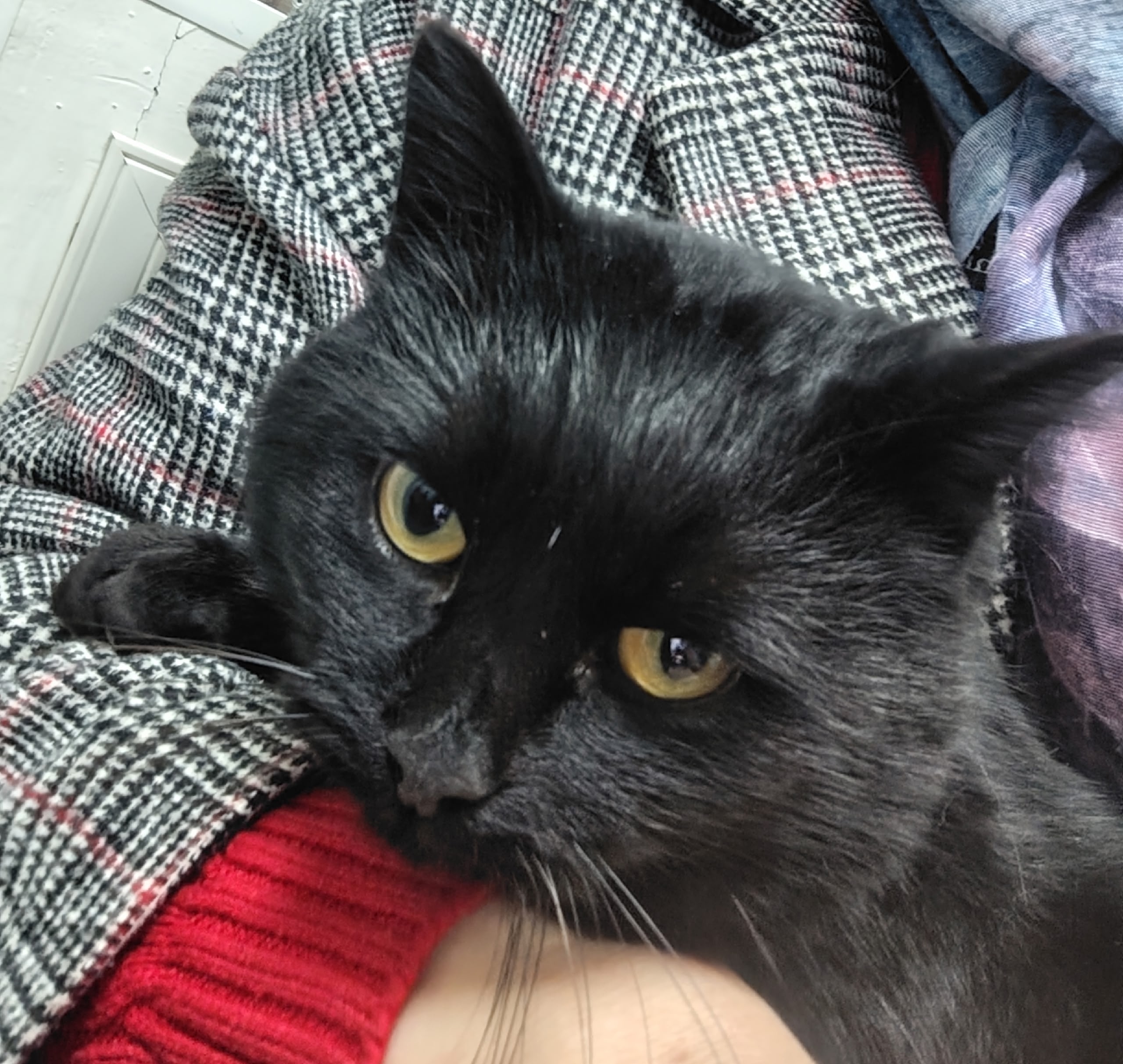 Объявление о питомце в Электростали Объявление о питомце в Электростали — фото объявления