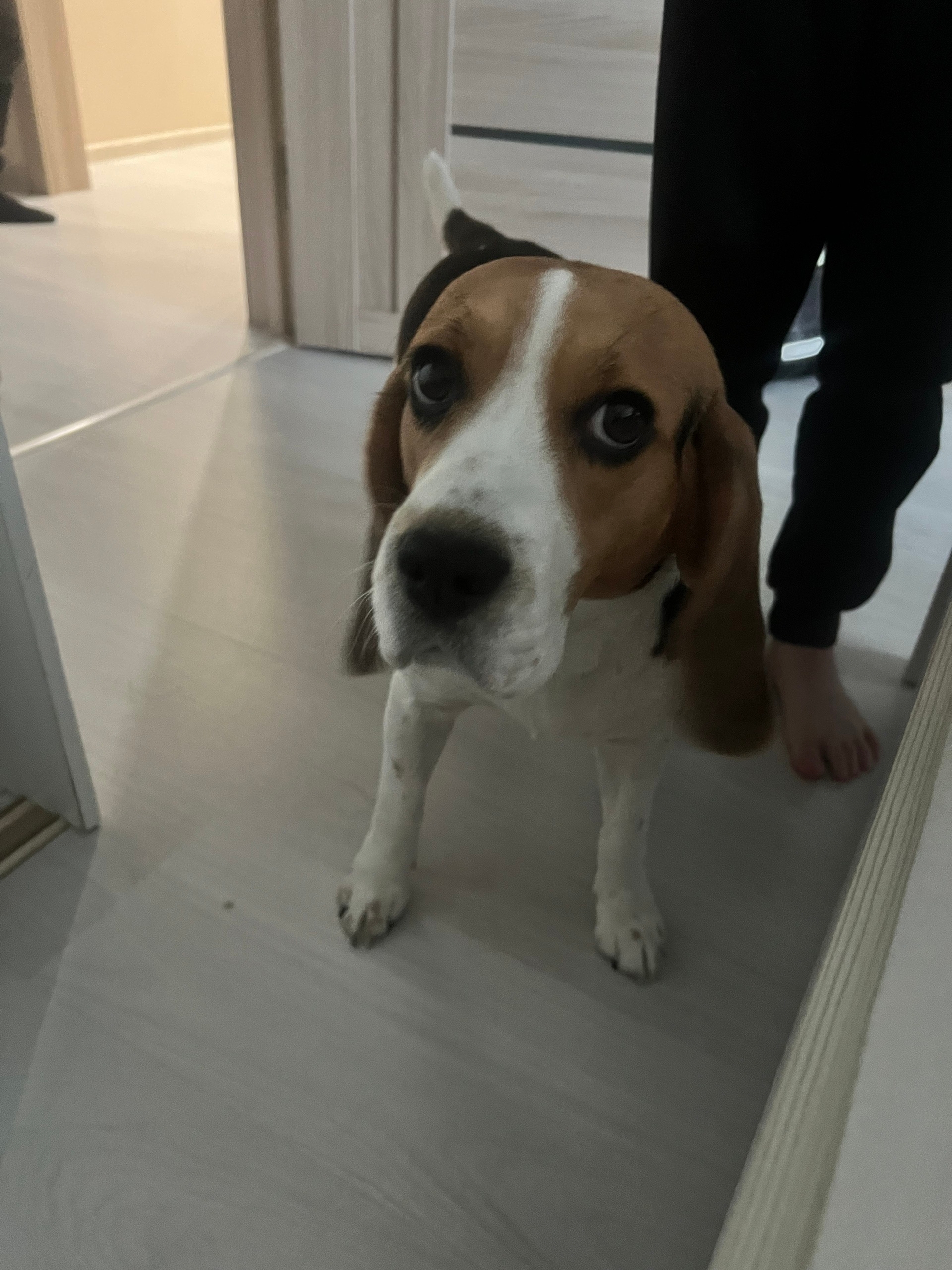 Пропала собака в Тюмени — фото объявления