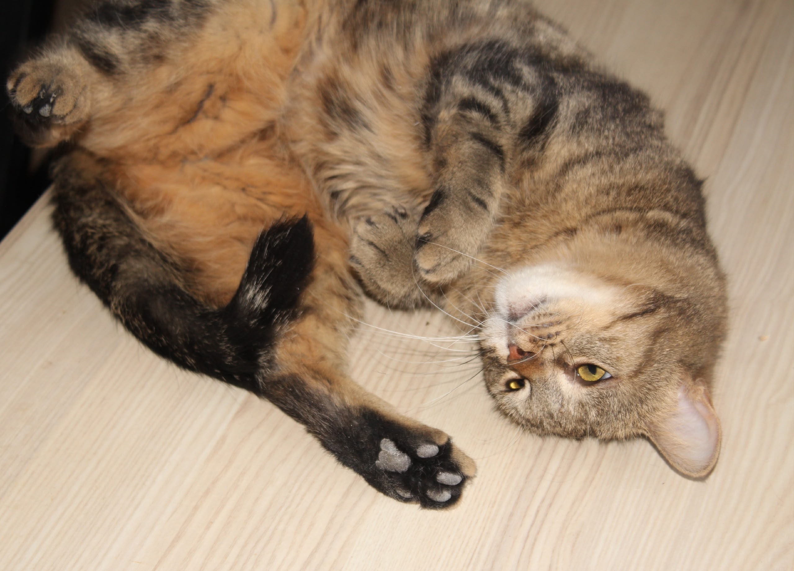 Найдена собака в Тюмени — фото объявления