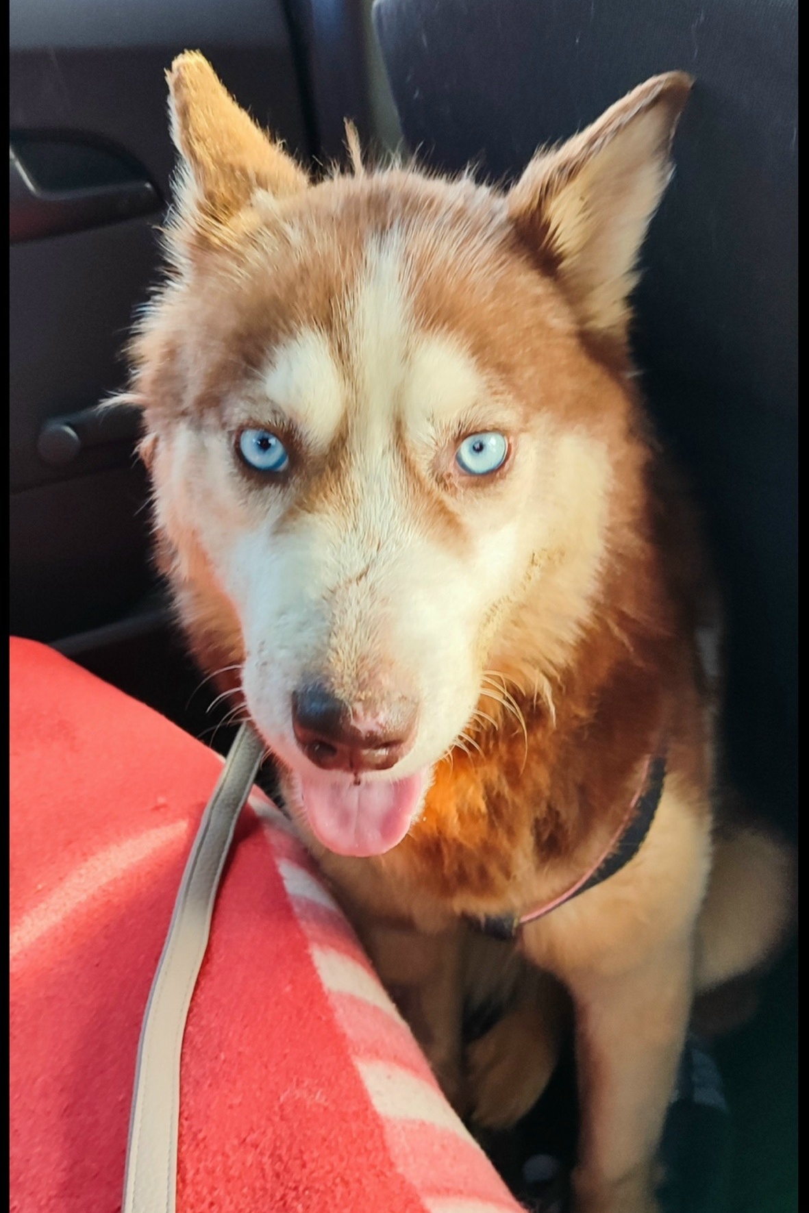 Найдена собака в Тюмени — фото объявления