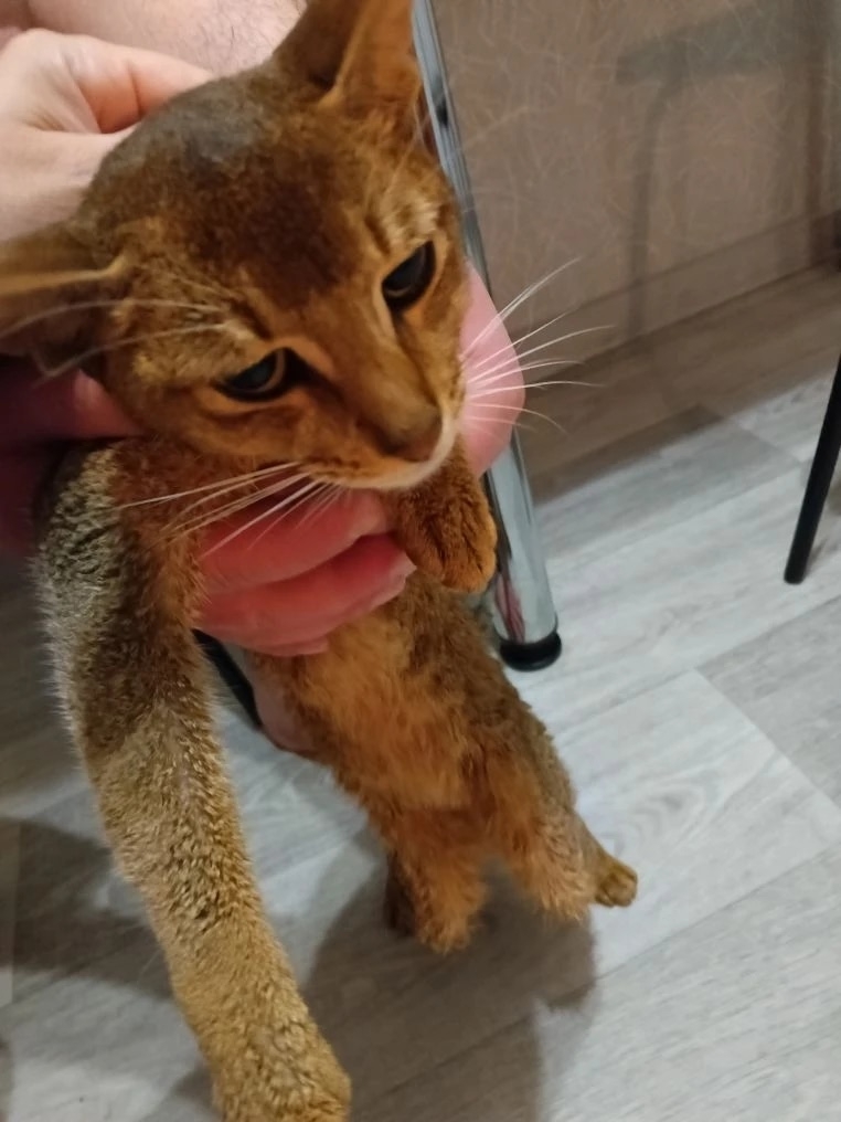 Пропала кошка в Барнауле — фото объявления