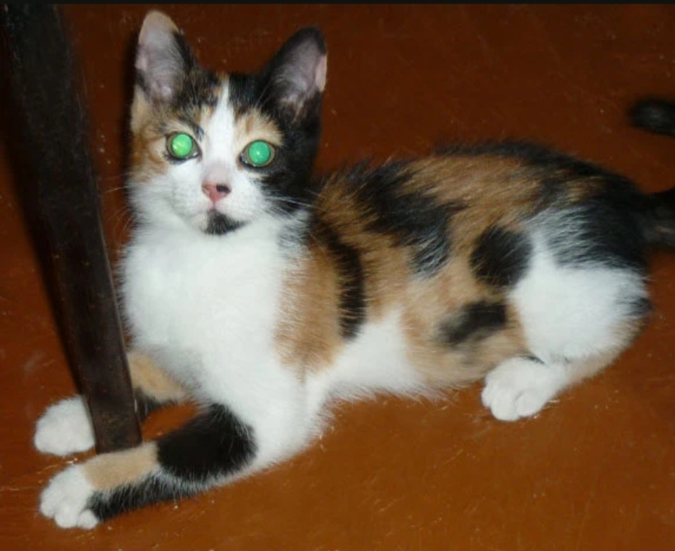 Найдена кошка в Барнауле — фото объявления