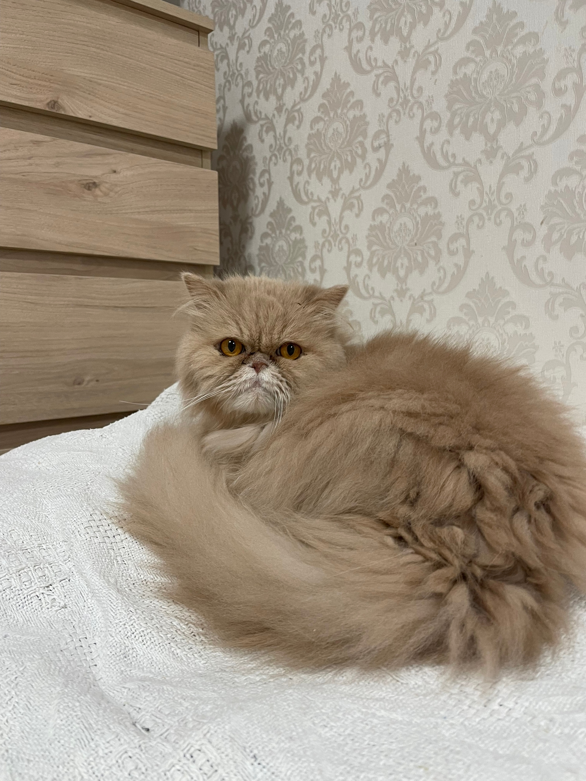 Пропала кошка в Ижевске — Отдам кота персидской породы в добрые,надежные руки.Нашли его ранее в подъезде.