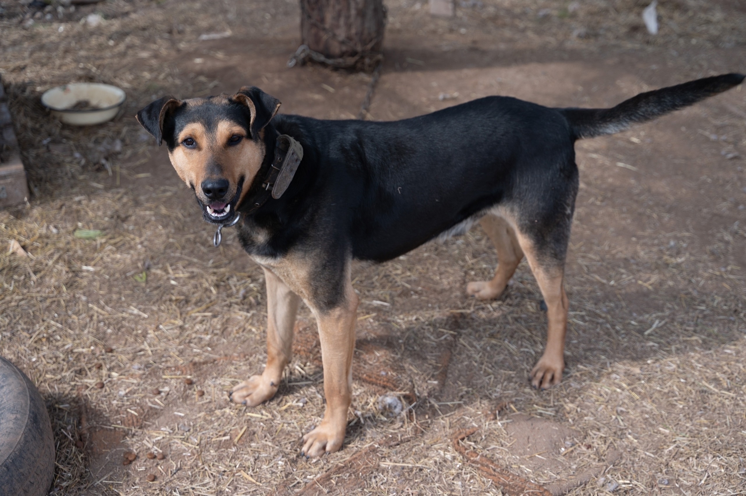 Пропала собака в Ижевске — фото объявления