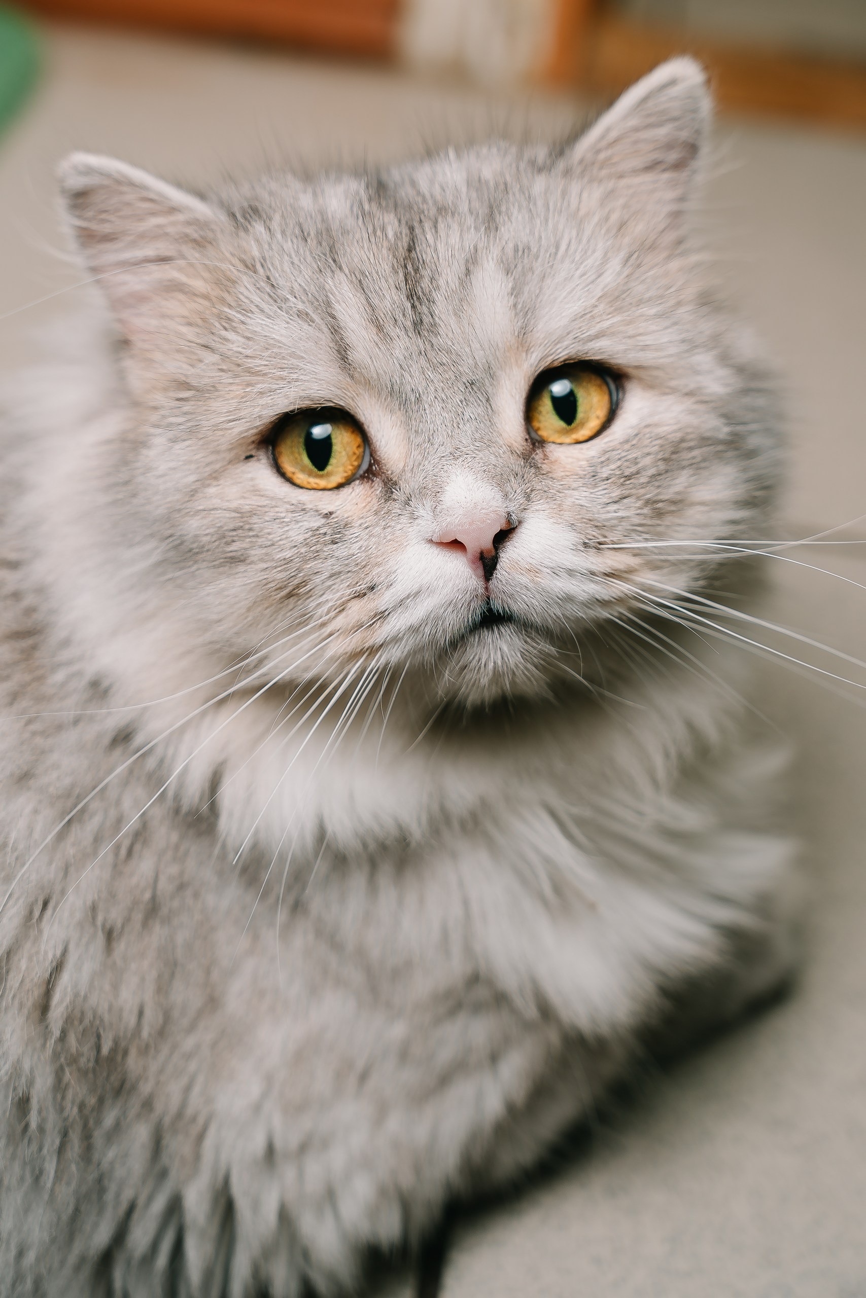 Найдена кошка в Ижевске — фото объявления