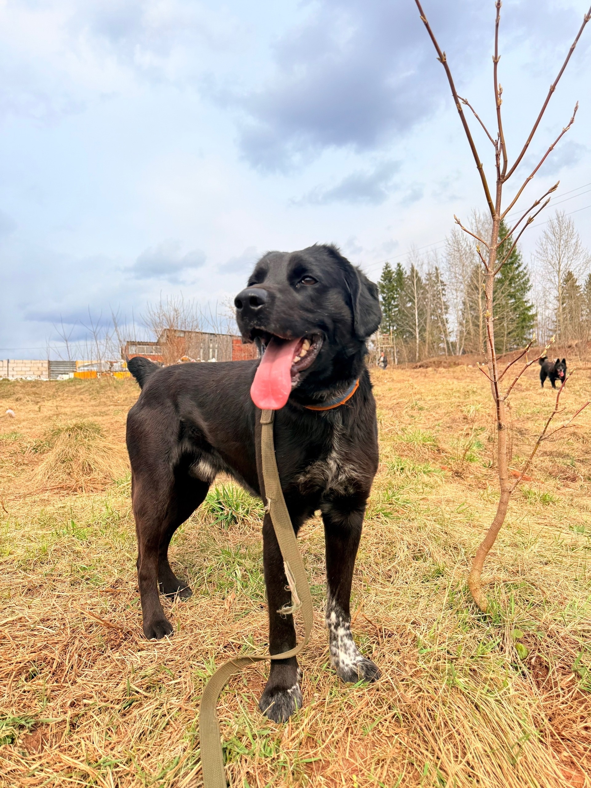 Объявление о питомце в Ижевске — фото объявления